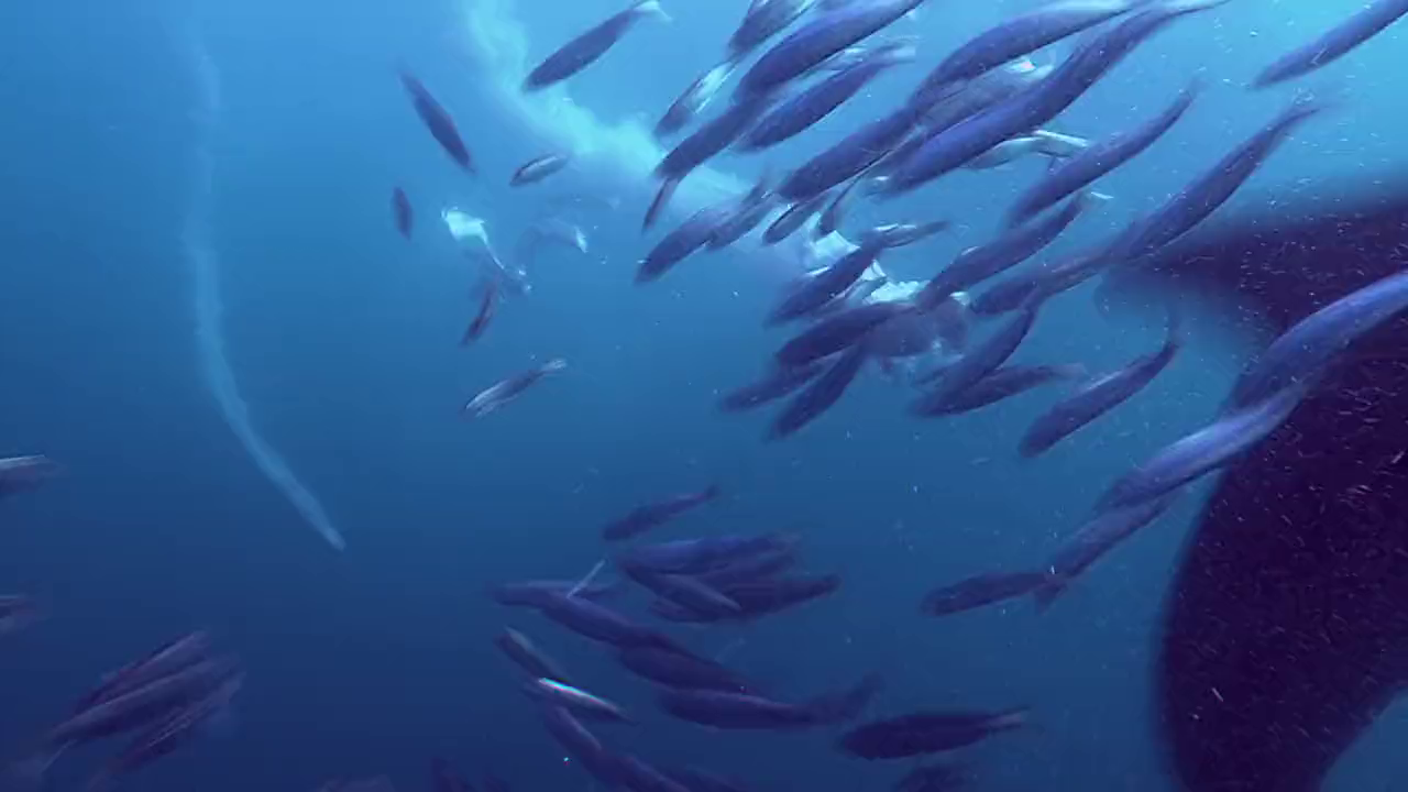 Wild Ocean (2008) BluRay English 720p x264 AVC AAC 2.0.mkv.0002